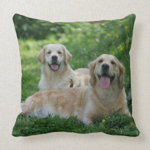 2 guld- Retrievers som lägger i gräs Kudde