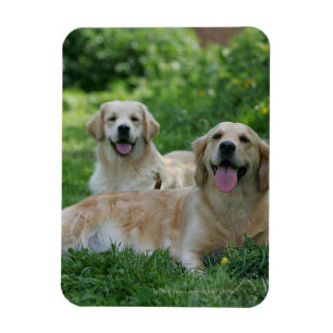 2 guld- Retrievers som lägger i gräs Magnet