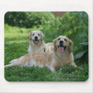2 guld- Retrievers som lägger i gräs Musmatta