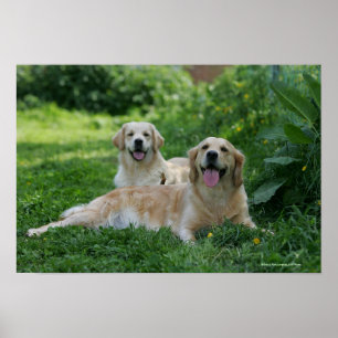 2 guld- Retrievers som lägger i gräs Poster