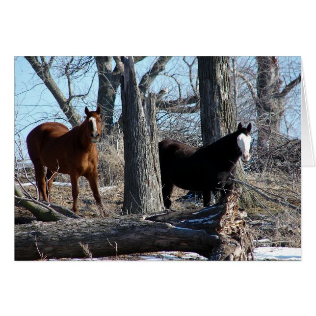2 Hästar Hälsningskort (Framsidan Horizontal)