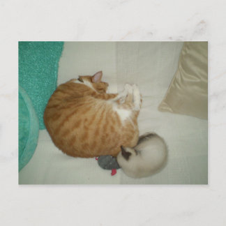 2 Kattunge och mus Vykort