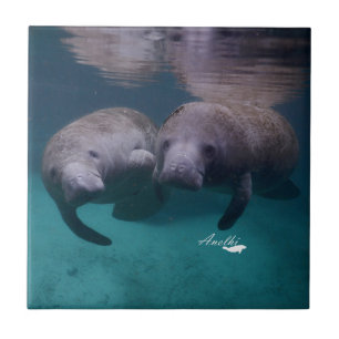 2 keramiska Manateevänner belägger med tegel Kakelplatta