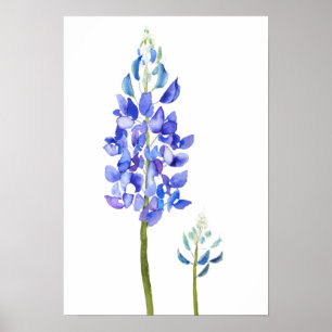2 lila och blått botaniskt bläckfiskvatten poster