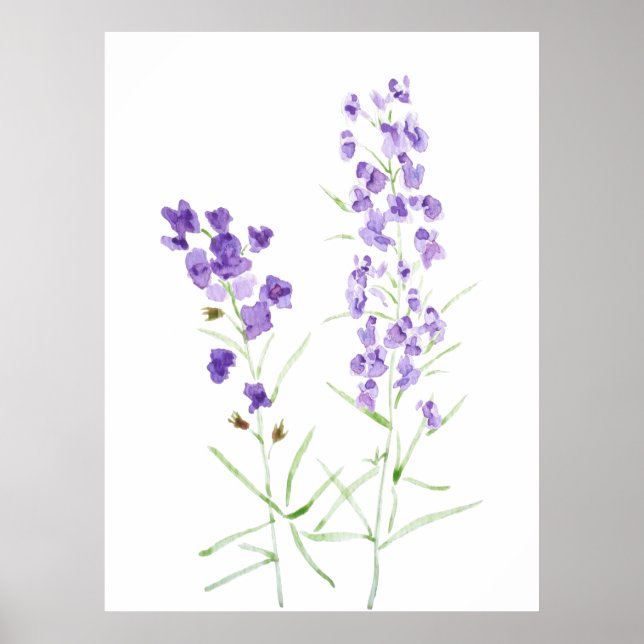 2 lila vildblommor, vattenfärg poster (Framsidan)