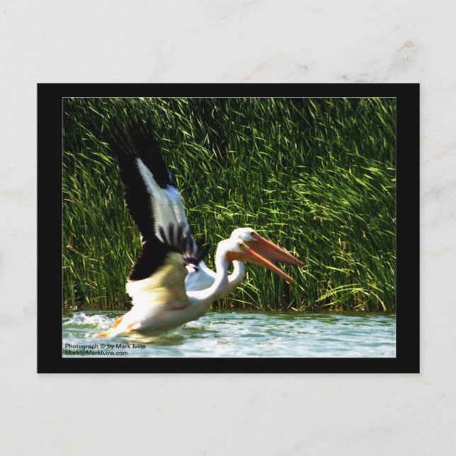 2 Pelikaner vykort (Framsida)