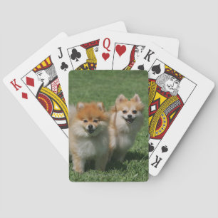 2 Pomeranians Looking at Camera Casinokort