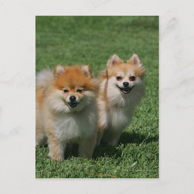 2 Pomeranians som tittar på kameran Vykort (Framsida)