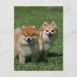 2 Pomeranians som tittar på kameran Vykort