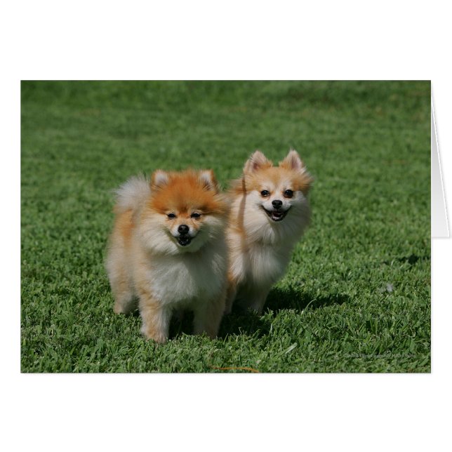 2 Pomeranier Tittar i Kamera Hälsningskort (Framsidan Horizontal)