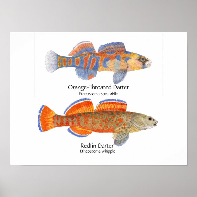 2 POSTER (Framsidan)