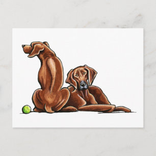 2 Rhodesian RidgeBackback Vykort