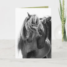 2 Sable Island Stallions Vild Horse Greeting Card
