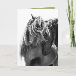 2 Sable Island Stallions Vild Horse Greeting Card Kort