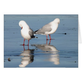 2 Seagulls on a Beach Hälsningskort