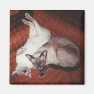 2 Siamese katter: Tortie och förseglar pekar Magnet