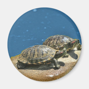 2 sköldpaddor på en sten magnet