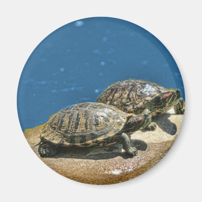 2 sköldpaddor på sten magnet (Framsidan)