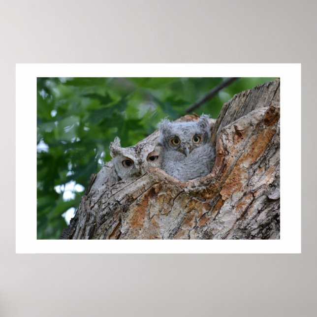 2 små luvfåglar poster (Framsidan)