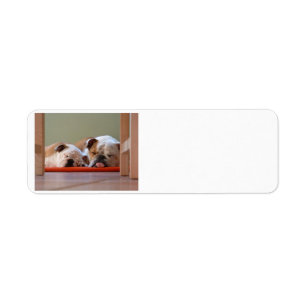 2 sova bulldogs.png returadress etikett