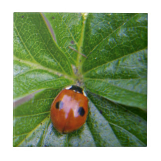 2-spot ladybug 3 kakelplatta