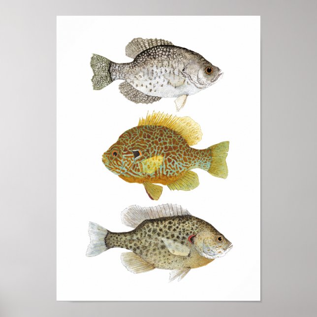 2 Sunfish & a Crappie Art Poster (Framsidan)