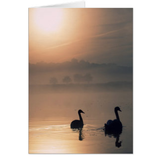 2 SVANAR HÄLSNINGSKORT