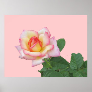 2-Ton Rosa ros Poster