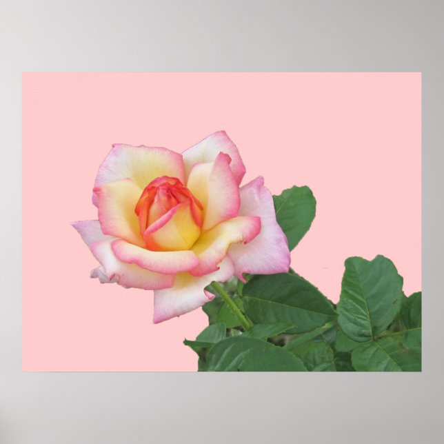 2-Ton Rosa ros Poster (Framsidan)