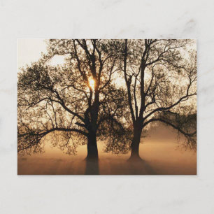2 TRÄD SEPIA GULD ORANGE VYKORT