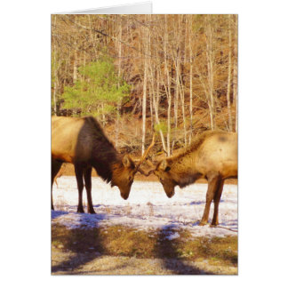 2~ två Bull Elk i snö Hälsningskort