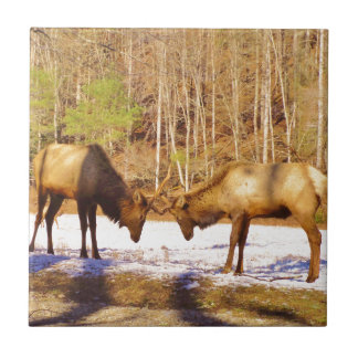2~ två Bull Elk i snö Kakelplatta