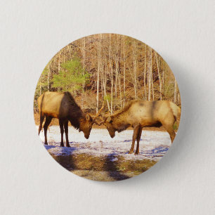 2~ två Bull Elk i snö Knapp