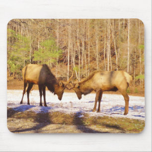 2~ två Bull Elk i snö Musmatta