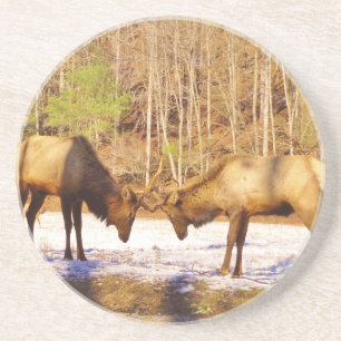 2~ två Bull Elk i snö Underlägg Sandsten