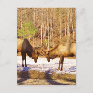 2~ två Bull Elk i snö Vykort
