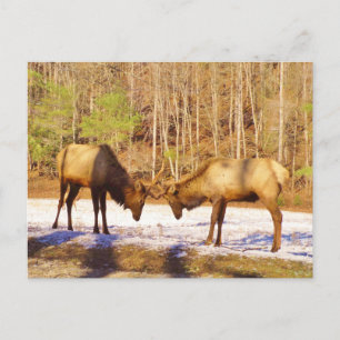 2~ två Bull Elk i snö Vykort