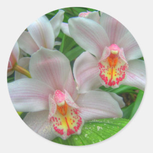 2 Vackra Orchids Runt Klistermärke