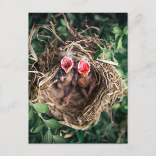 2 Vår Baby-fåglar i Nest, jodlivsfotografi Vykort