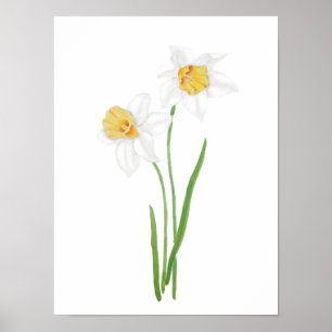 2 vita daffodil-blommor, vattenfärg poster