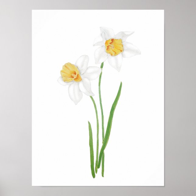 2 vita daffodil-blommor, vattenfärg poster (Framsidan)