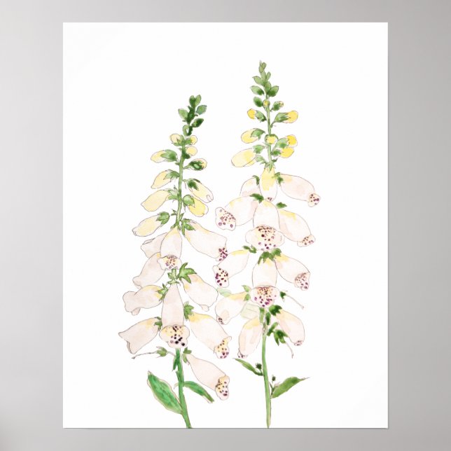 2 vita foxhandskar blommor blommar bläck och vatte poster (Framsidan)