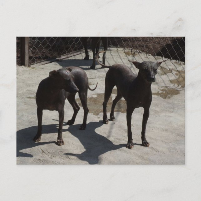 2 x vykort (Framsida)