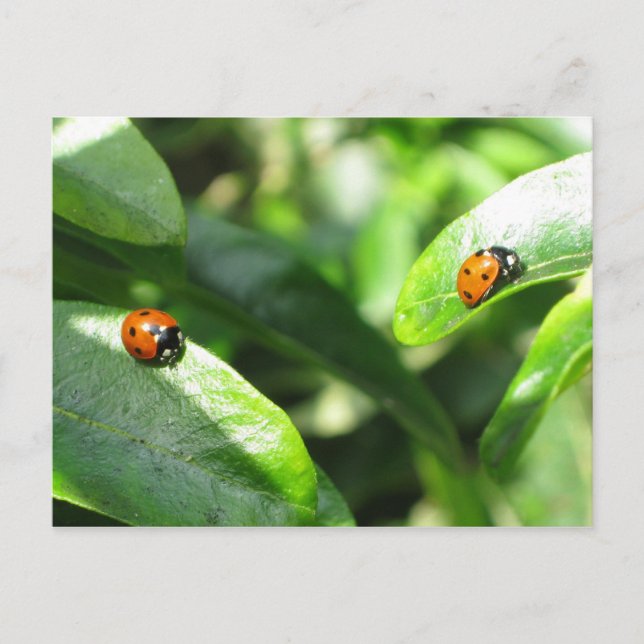 2ladybirdspostcard vykort (Framsida)