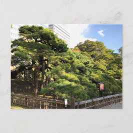 300 år gammal Gräs Träd Vykort