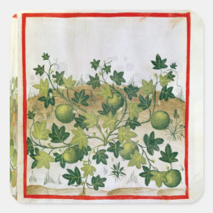3054 fol.20 Melons, från Tacuinum Sanitatis Fyrkantigt Klistermärke