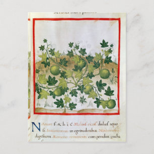 3054 fol.20 Melons, från Tacuinum Sanitatis Vykort
