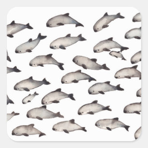 30 vaquita porpoise dolphin fyrkantigt klistermärke