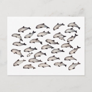 30 vaquita porpoise dolphin vykort