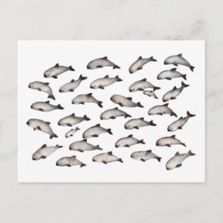 30 vaquita porpoise dolphin vykort